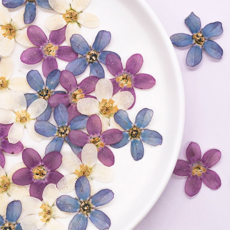 12pcs,Pressed Blue Star Flower - Artwork Craft 评论和价格