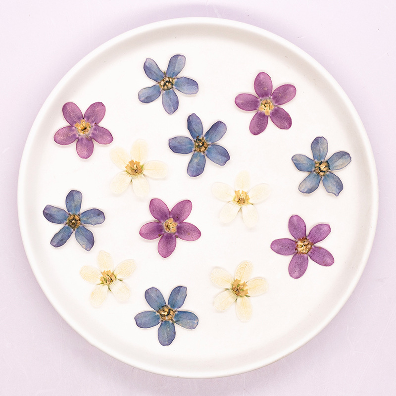 12pcs,Pressed Blue Star Flower - Artwork Craft 评论和价格