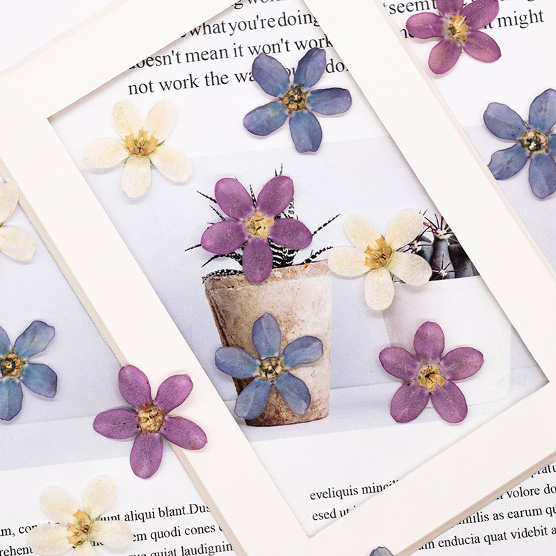 12pcs,Pressed Blue Star Flower - Artwork Craft 评论和价格