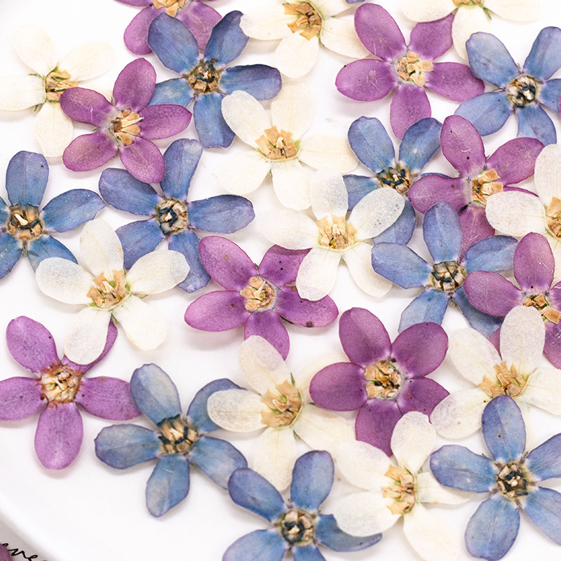 12pcs,Pressed Blue Star Flower - Artwork Craft 评论和价格